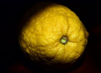 Conosci tutte le proprietà del cedro? cedro
