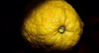 Conosci tutte le proprietà del cedro?