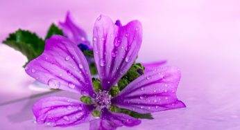 Una delizia per il palato, un vero toccasana per l’organismo: prepara il risotto alla malva!