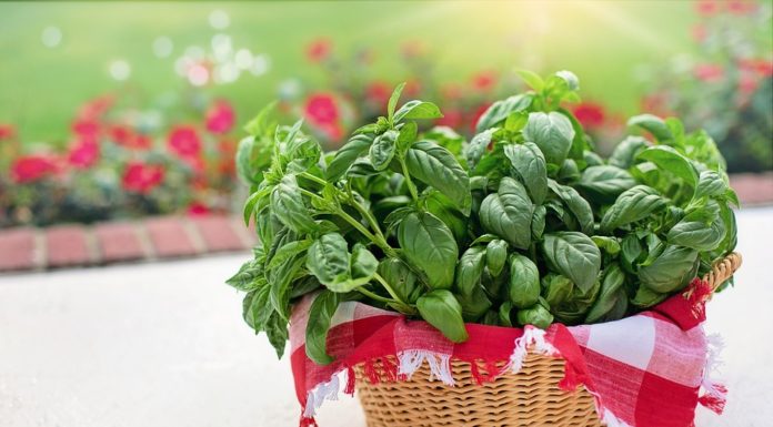 come conservare il basilico