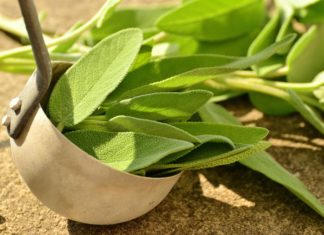 salvia