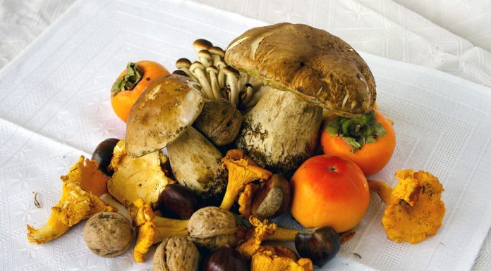 proprietà dei funghi