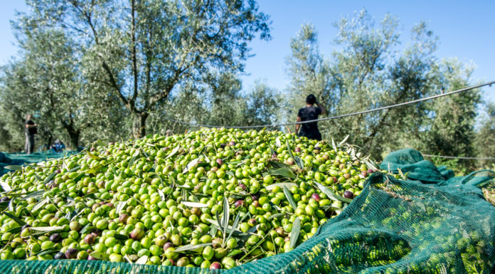Olio extravergine di oliva Biologico