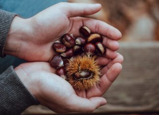 differenza tra castagne e marroni