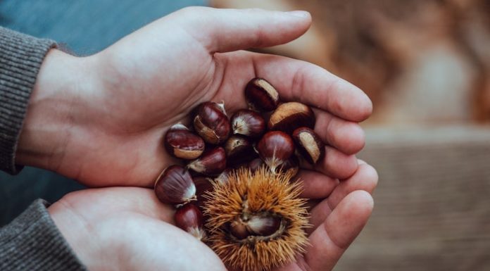 differenza tra castagne e marroni