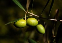 olio extravergine di oliva estratto a freddo,