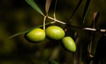 olio extravergine di oliva estratto a freddo,