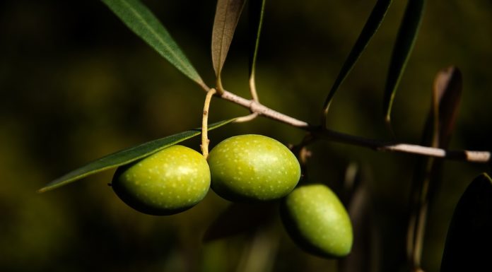 olio extravergine di oliva estratto a freddo,