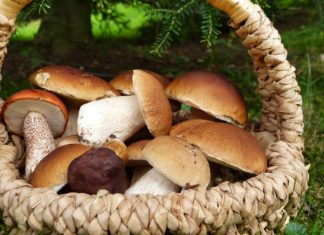 ricette con funghi porcini