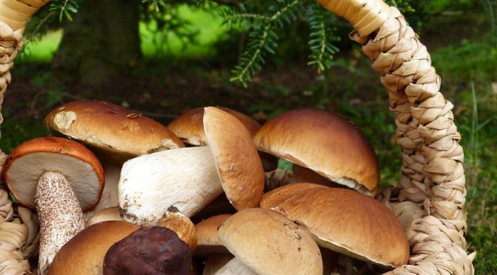 ricette con funghi porcini
