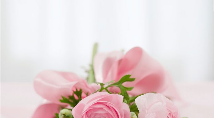 Cheesecake alle Rose, senza glutine e senza lattosio Cheese Cake alle Rose