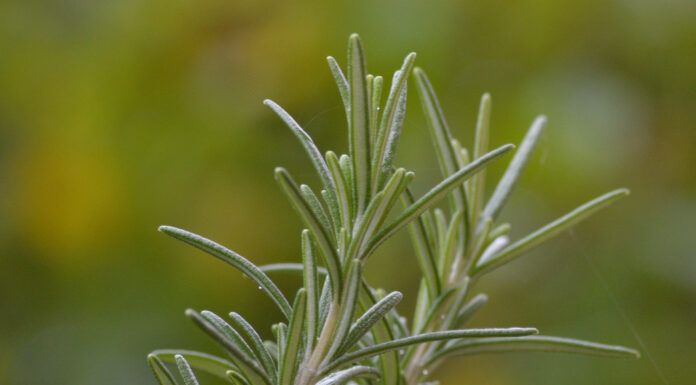 Elogio del rosmarino rosmarino