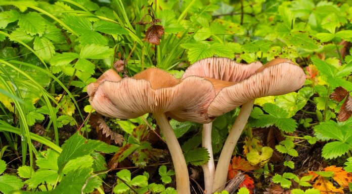 Funghi velenosi e funghi commestibili: come riconoscerli?