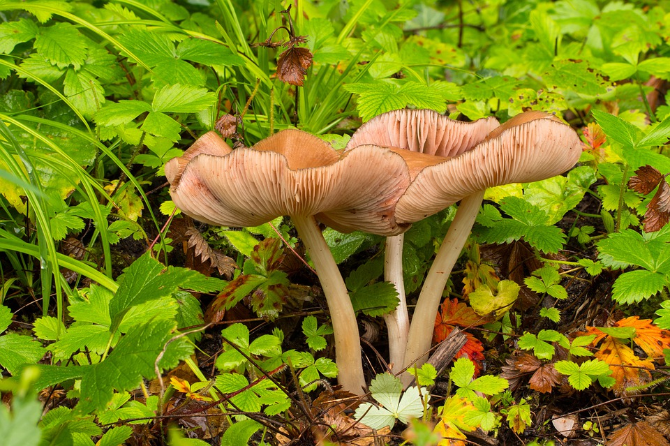 Funghi velenosi e funghi commestibili: come riconoscerli?
