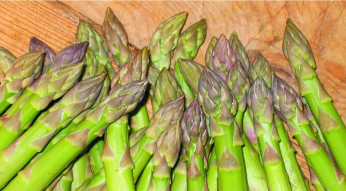 Asparago verde di canino copa