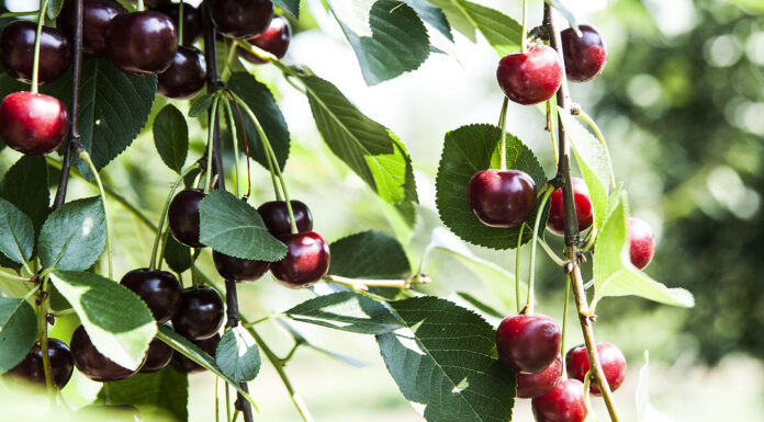 Amarena Brusca di Modena
