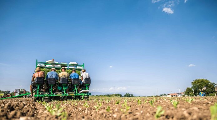radicchio rosso di treviso