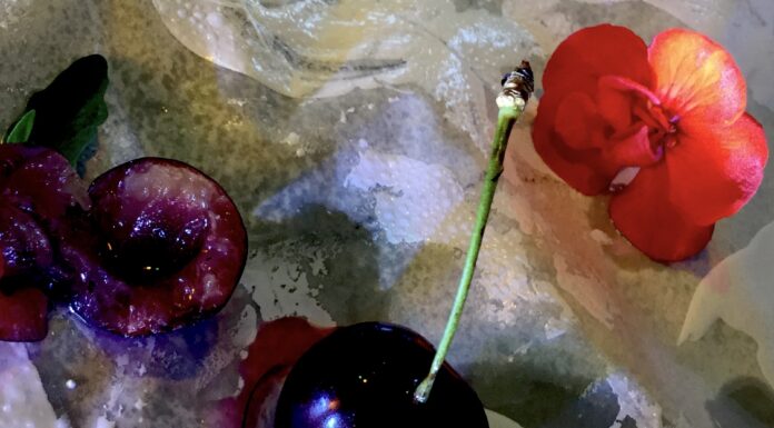 Blau Kirsh, la ciliegia blu Blau Kirsh, la ciliegia blu