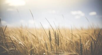 Sovrappopolazione e nuovi modelli alimentari