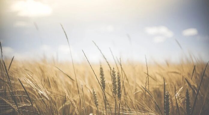 nuovi modelli alimentari