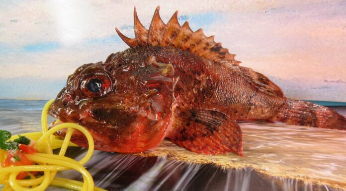 Spaghetto allo scorfano spaghetto scorfano