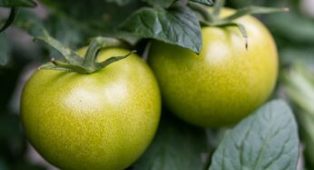 Sua Maestà il pomodoro – Fusilli ai pomodori verdi