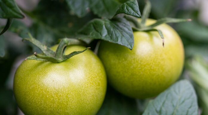 Sua Maestà il pomodoro – Fusilli ai pomodori verdi pomodoro