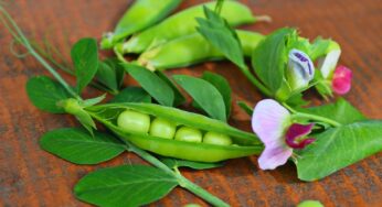 Piselli al forno: una verdura preziosa, petit pois in tavola