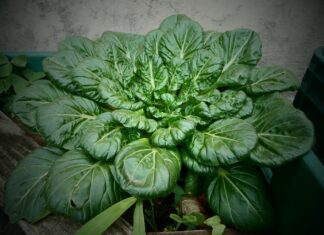 spinaci