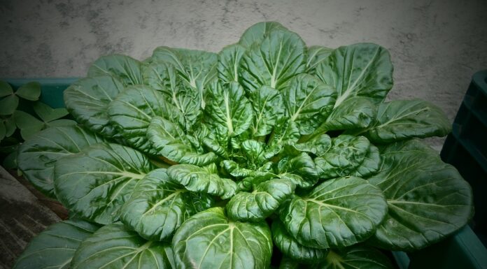 Rotolo di spinaci e ricotta spinaci