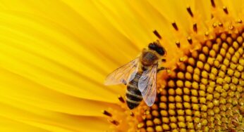 L’estinzione delle api potrebbe mettere in serio pericolo l’umanità