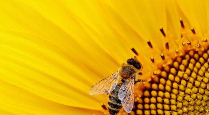 L’ESTINZIONE DELLE API POTREBBE METTERE IN SERIO PERICOLO L’UMANITA’