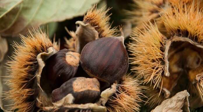 castagne