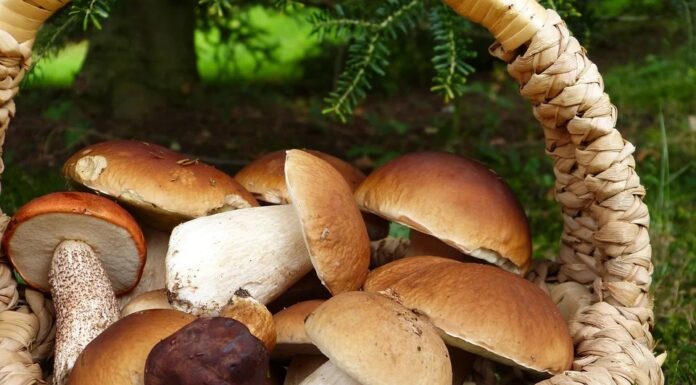 funghi