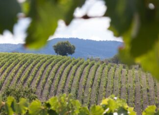 L’industria vitivinicola e i rischi per l’export vigneto