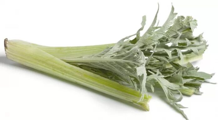 Il cardo, la sentinella della Scozia cardo