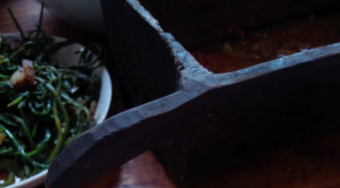 Insetti commestibili. Cosa sappiamo del cibo del futuro? insetti commestibili