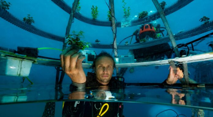 Orti sottomarini, fattorie sotterranee, fabbriche di ortaggi e verdure spaziali. Come saranno le coltivazioni del futuro? coltivazioni del futuro