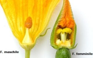 fiore-maschio-e-femmina-zucchina