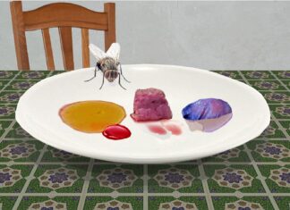 Una mosca a cena una mosca a cena